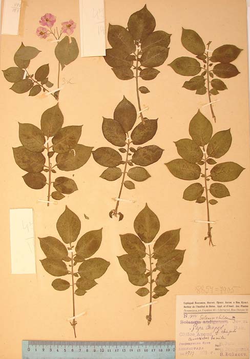 S. tuberosum chaped Lectotypus 1944